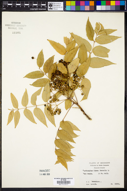 Zanthoxylum clava-herculis image