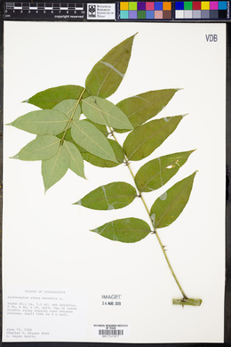 Zanthoxylum clava-herculis image