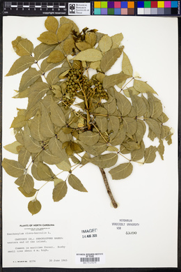 Zanthoxylum clava-herculis image