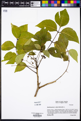 Zanthoxylum clava-herculis image