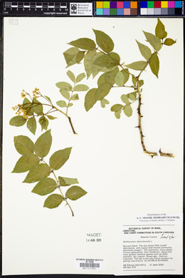 Zanthoxylum clava-herculis image