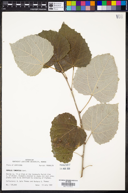 Populus tomentosa image