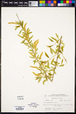 Salix amygdaloides image