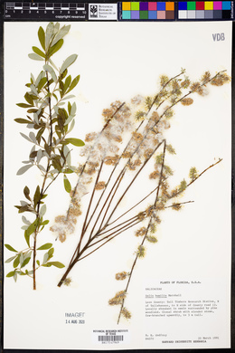 Image of Salix humilis