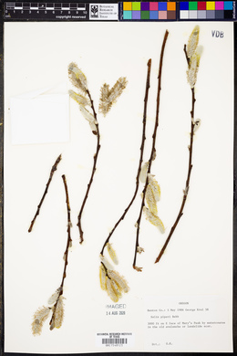 Salix piperi image