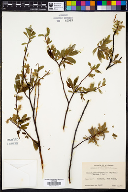 Salix pseudo-cordata image