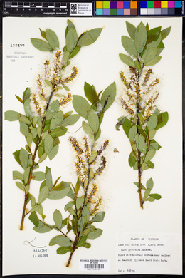 Salix pyrifolia image