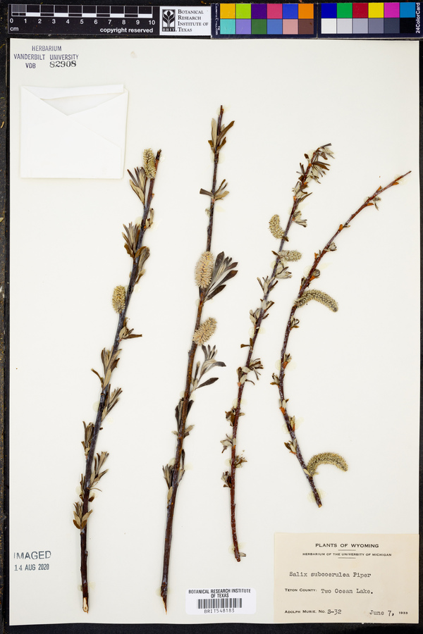 Salix subcoerulea image