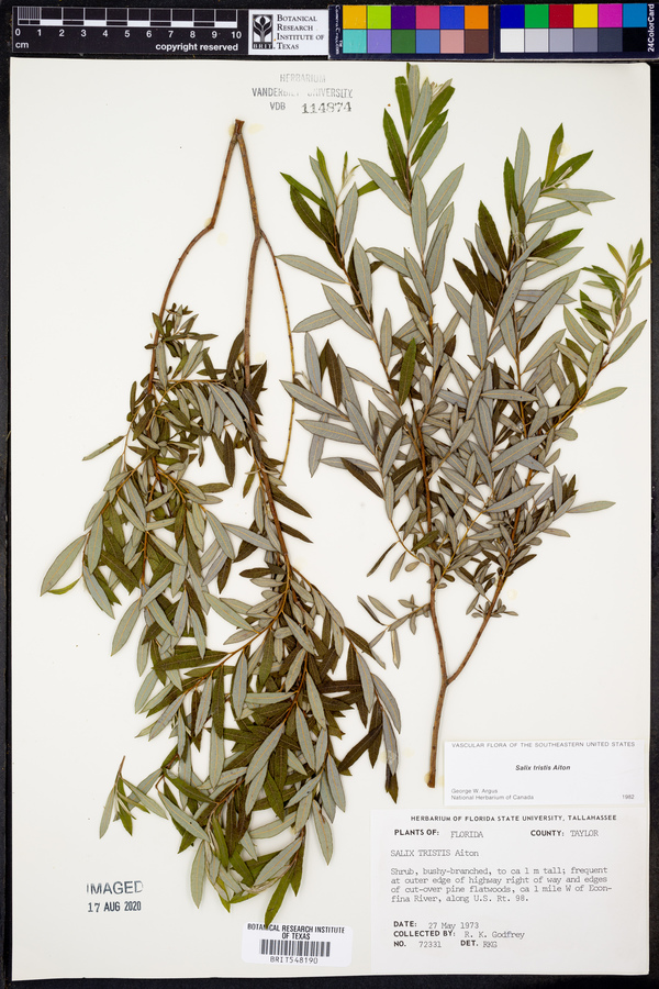 Salix tristis image