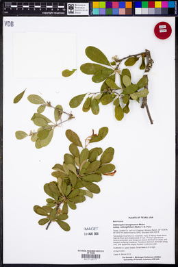 Sideroxylon lanuginosum subsp. oblongifolium image
