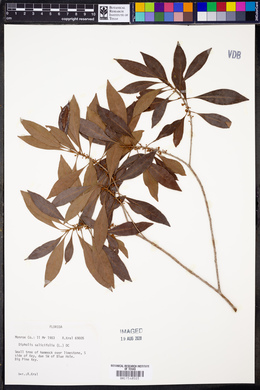 Dipholis salicifolia image