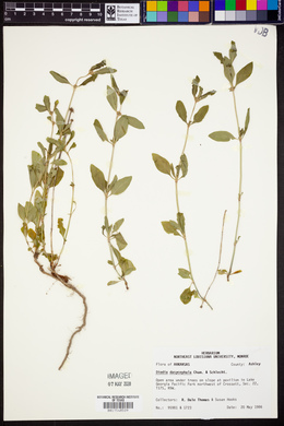 Diodia dasycephala image