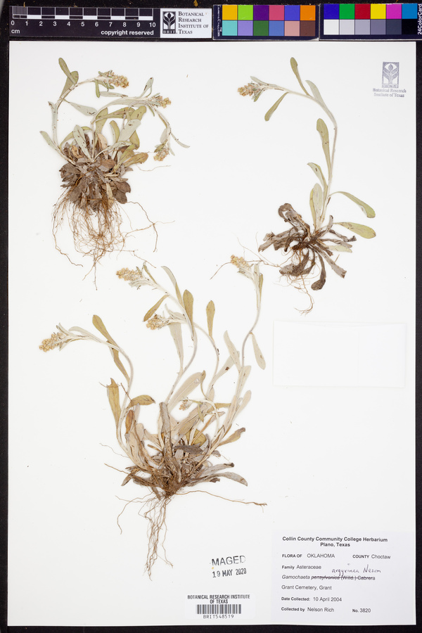 Gamochaeta argyrinea image
