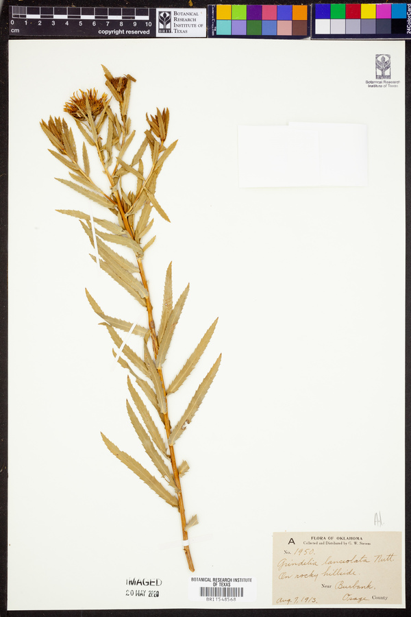 Grindelia lanceolata image