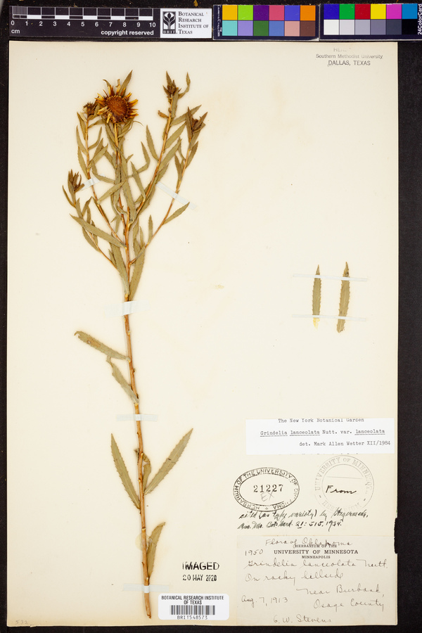 Grindelia lanceolata image