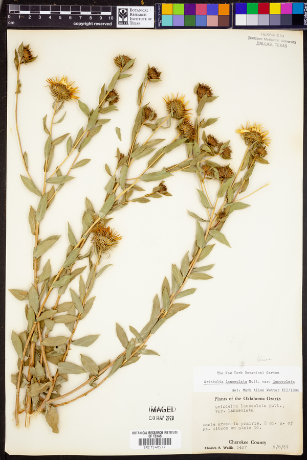 Grindelia lanceolata var. lanceolata image