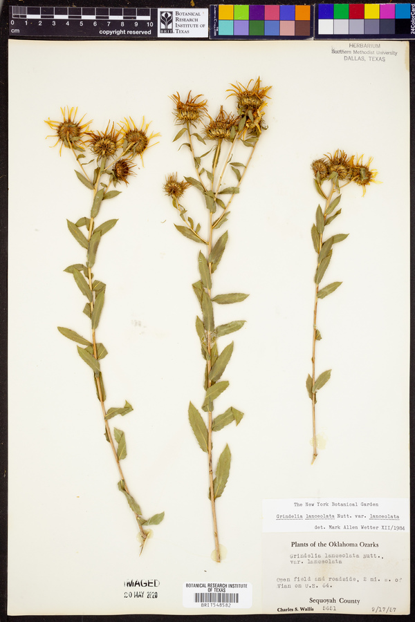 Grindelia lanceolata image