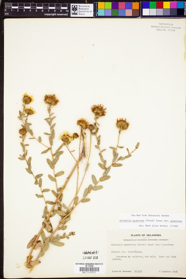 Grindelia squarrosa var. squarrosa image