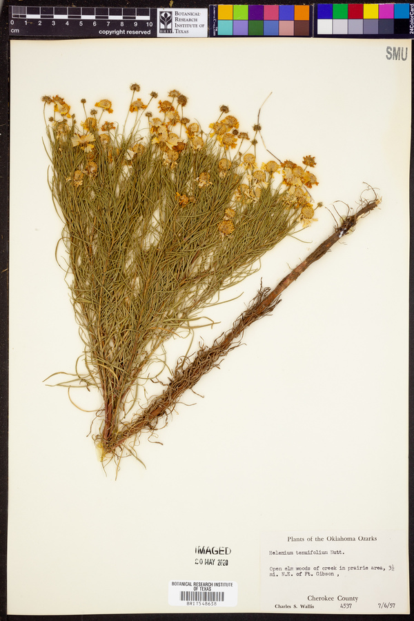 Helenium tenuifolium image