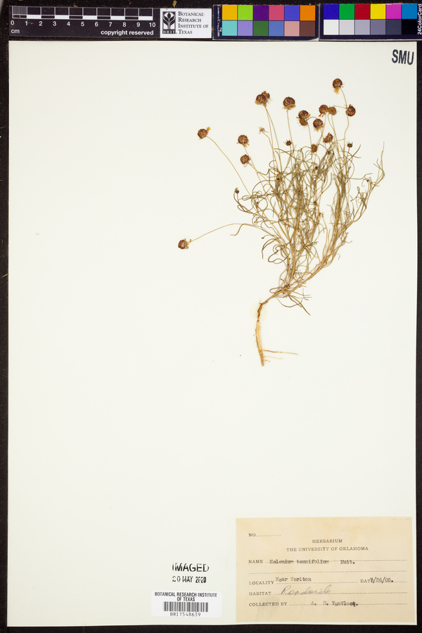 Helenium tenuifolium image