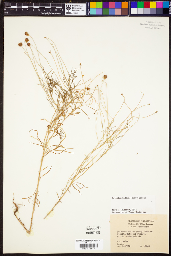 Helenium amarum var. badium image