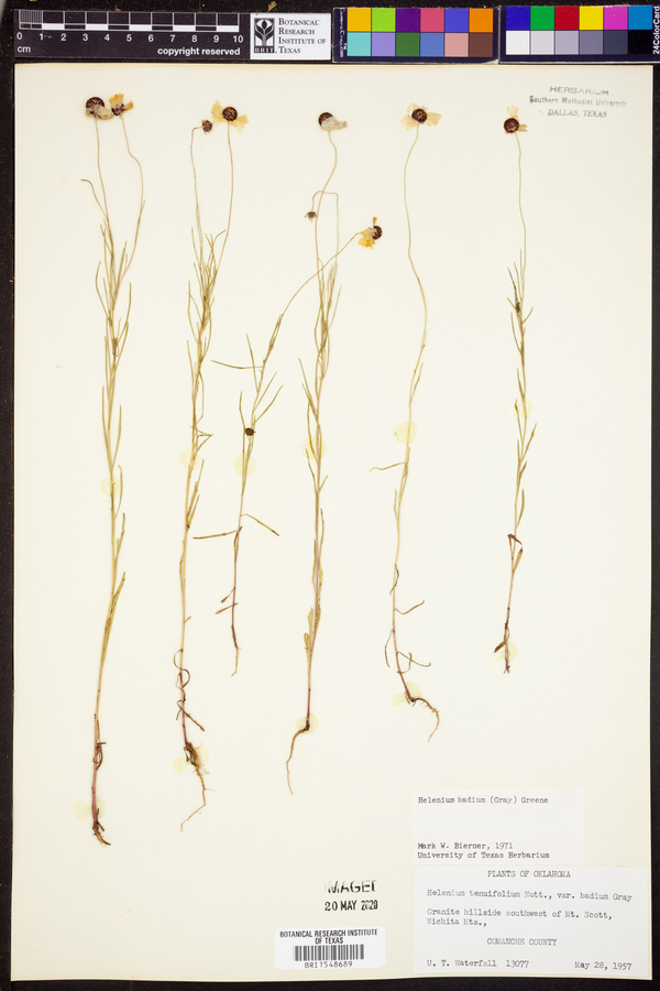 Helenium amarum var. badium image