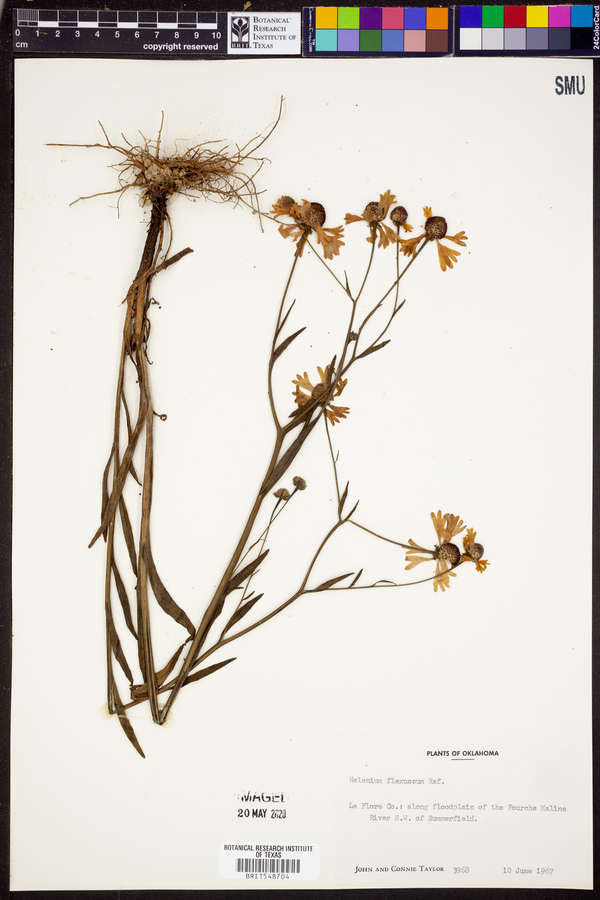 Helenium flexuosum image