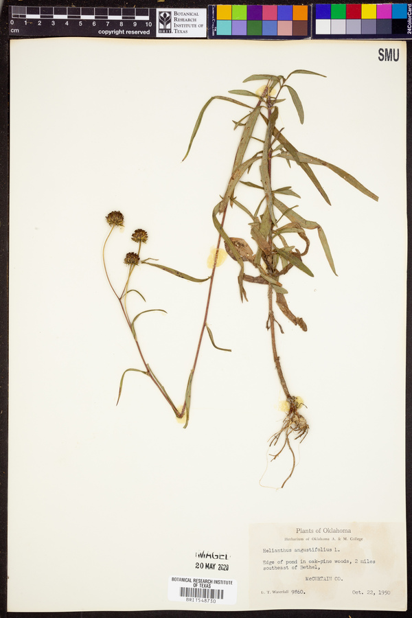 Helianthus angustifolius image