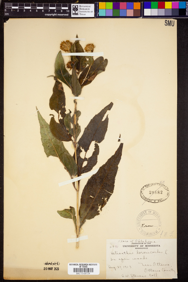 Helianthus doronicoides image