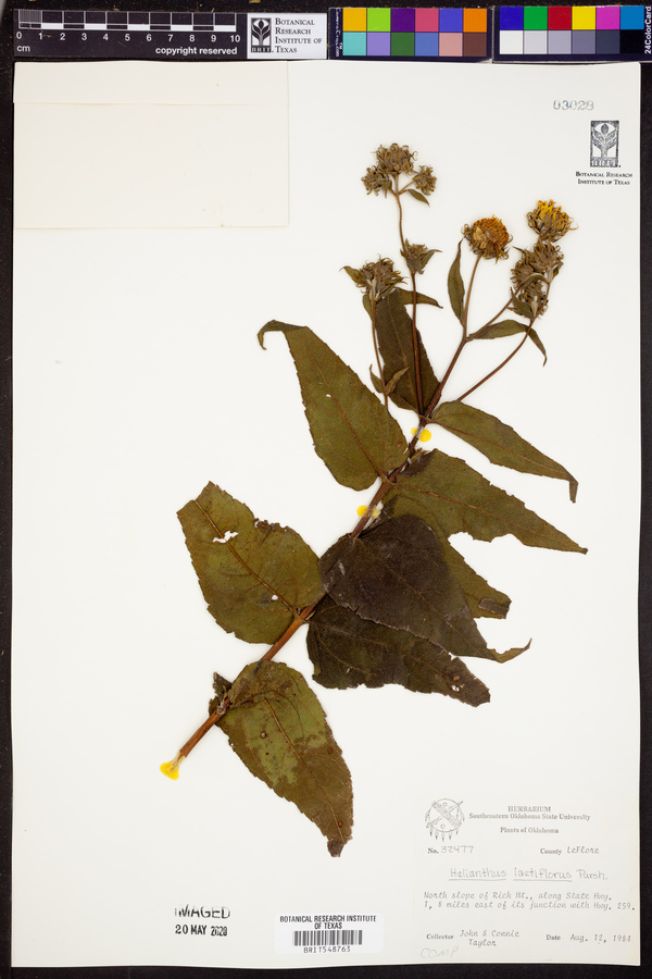 Helianthus laetiflorus image