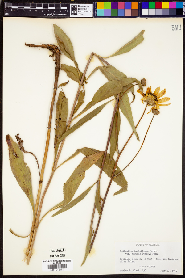 Helianthus laetiflorus image