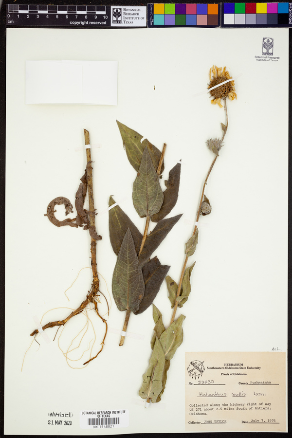 Helianthus mollis image