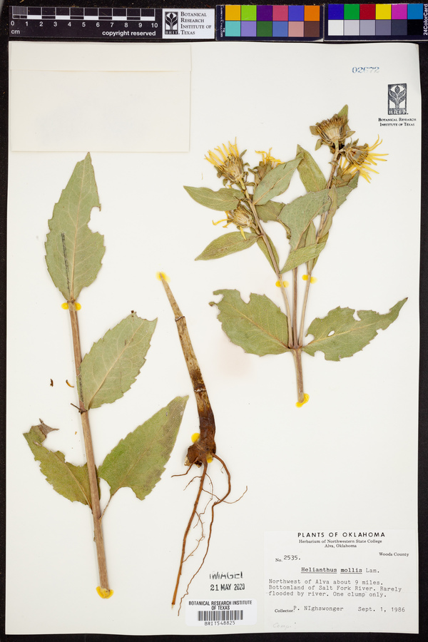 Helianthus mollis image