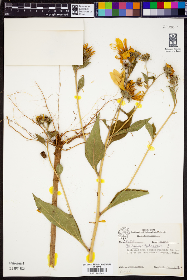 Helianthus tuberosus image