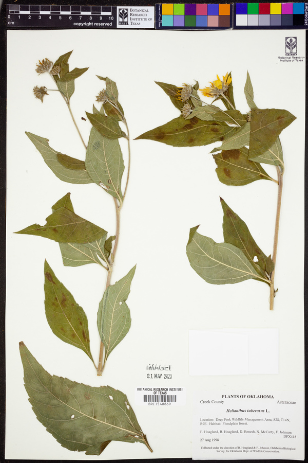 Helianthus tuberosus image