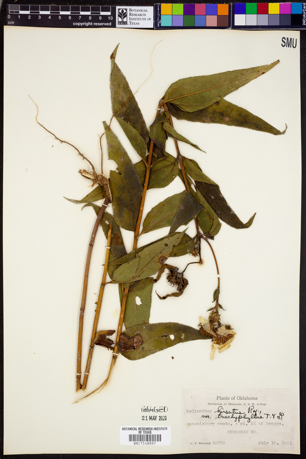 Helianthus hirsutus image