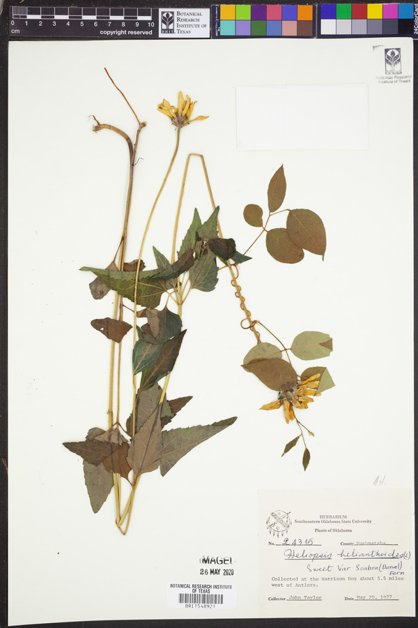 Heliopsis helianthoides image