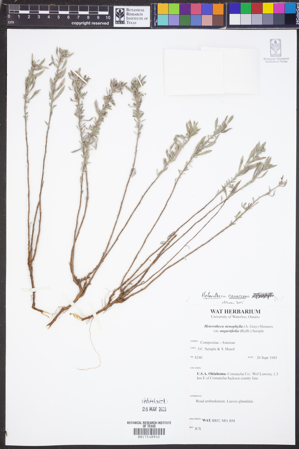 Heterotheca canescens image