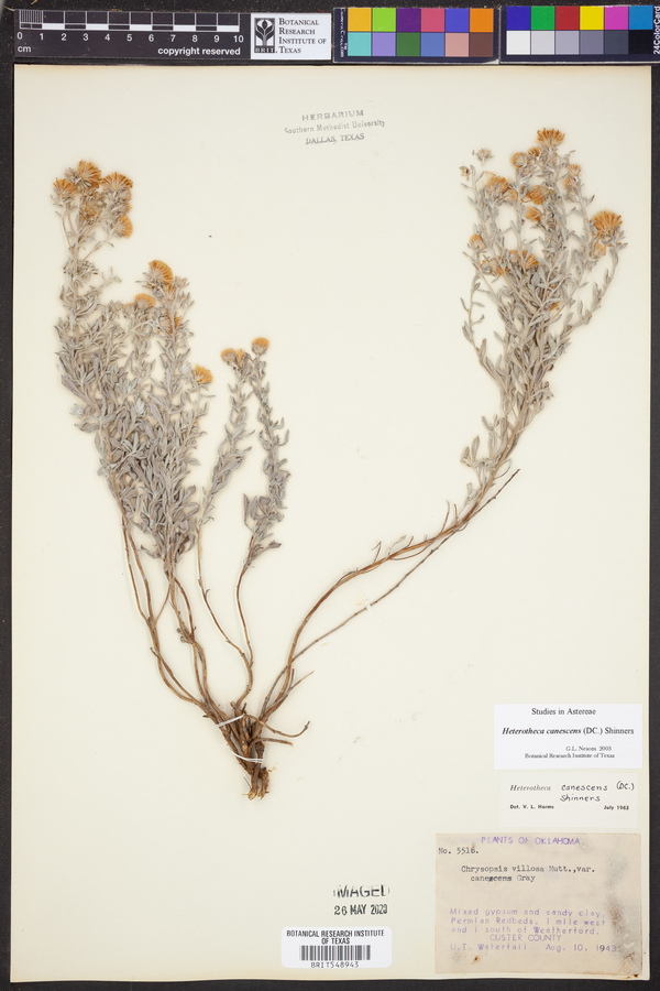 Heterotheca canescens image