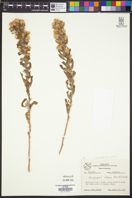 Image of Symphyotrichum pilosum