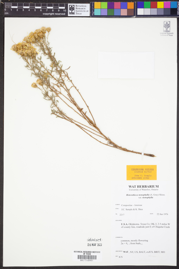 Heterotheca stenophylla var. stenophylla image