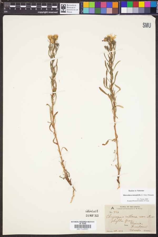 Heterotheca stenophylla image