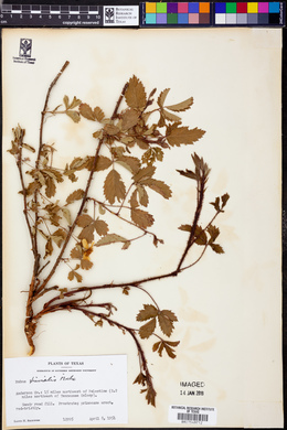 Rubus trivialis image