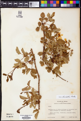 Rubus trivialis image