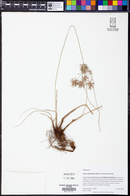 Cyperus floribundus image