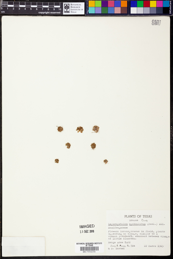 Lepuropetalon spathulatum image