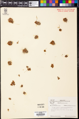 Lepuropetalon spathulatum image