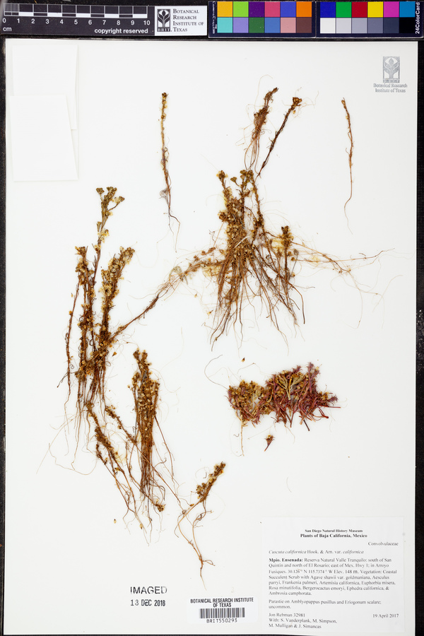 Cuscuta californica var. californica image