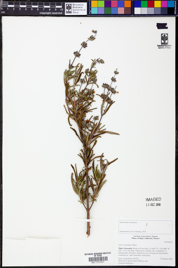 Salvia brandegei image