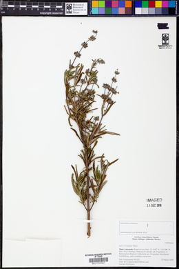 Image of Salvia brandegei
